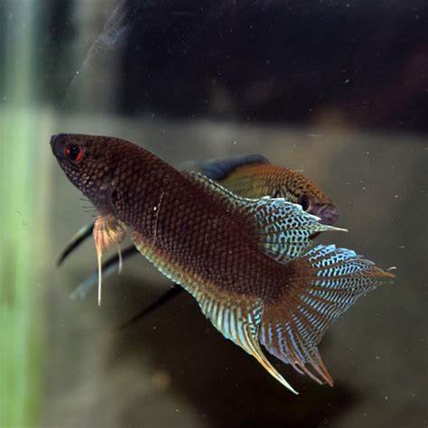 香港黑叉尾斗鱼