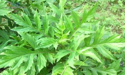  p data-id="gnbpwj8ipn">菊三七,中药名.