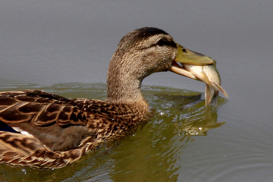  p>富硒野鸭,具有温中益气,滋肝养气,补 a href="#" data-lemmaid="