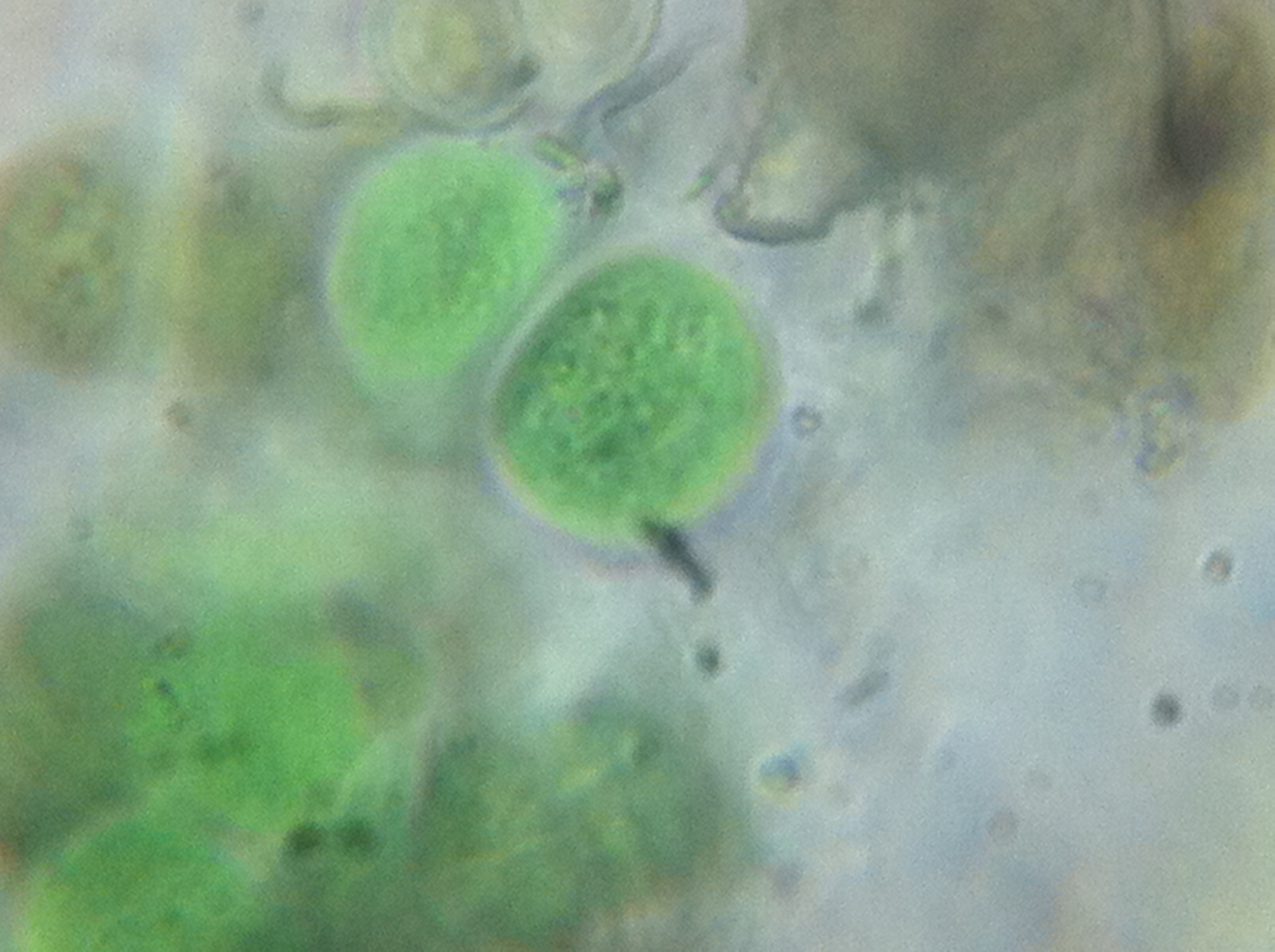  p>叶绿体(chloroplast)是 a target="_blank" href="/item/质体