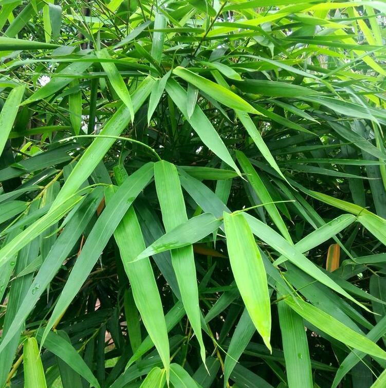  p>竹叶蕨是竹叶蕨科的一种植物. /p>