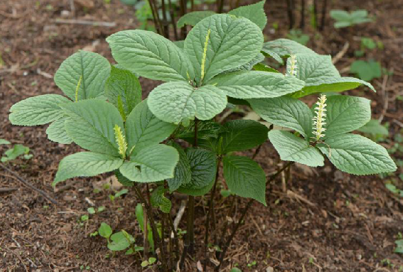 为金粟兰科植物全缘金粟兰 i>chloranthus holostegius /i>(hand.