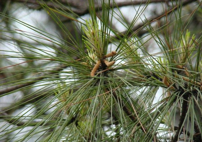 湿地松家系iv-509