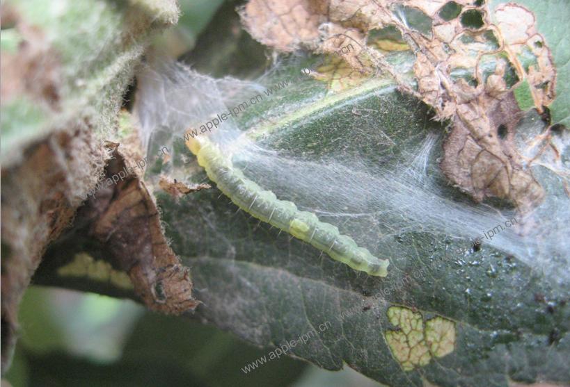  p>苹小卷叶蛾是桃园的主要害虫之一.