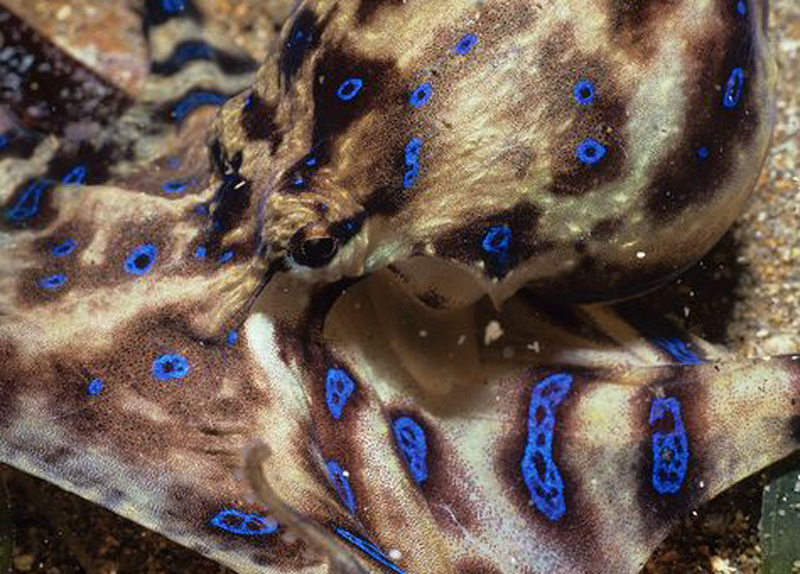  p>斑点豹纹蛸(学名: i>hapalochlaena maculosa /i>):体长约20厘米.