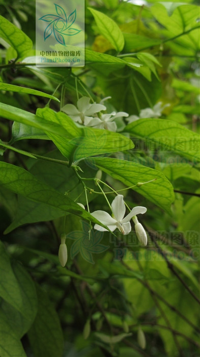  p>倒吊笔属,学名wrightia r. br.