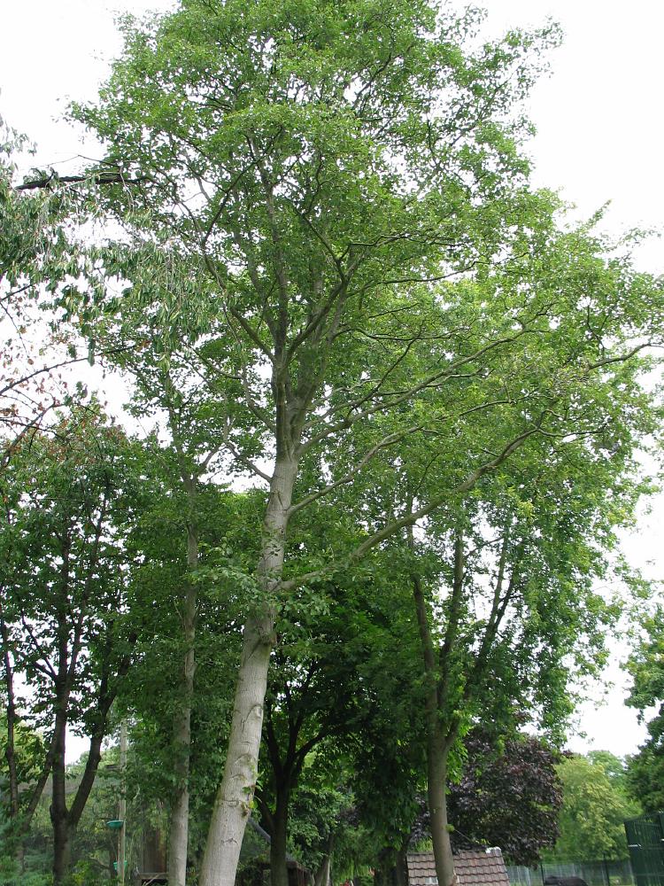  p>台湾桤木( a href="#" data-lemmaid="8074290">学名 /a>: i>alnus