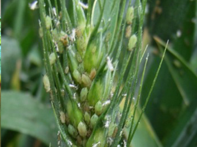  p>禾谷缢管蚜, i>rhopalosiphum padi /i>,为半翅目蚜科缢管蚜属的一