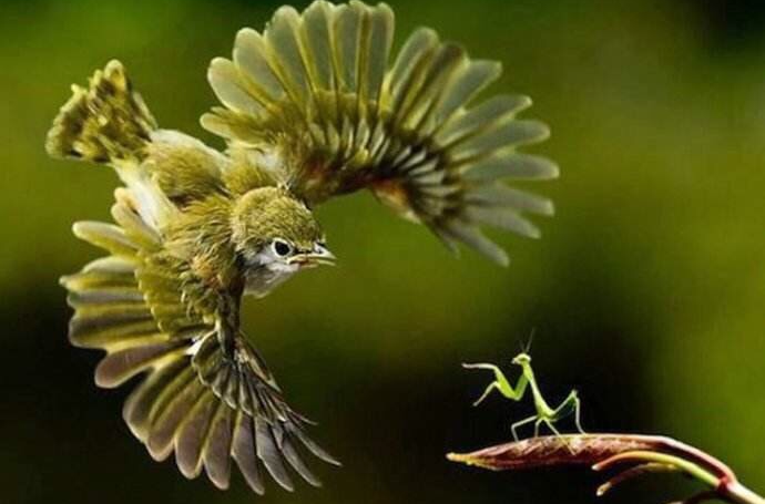 螳螂捕蝉,黄雀在後