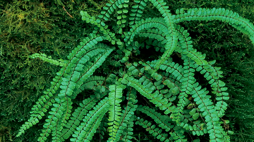  p>角蕨(学名: i>cornopteris decurrenti-alata /i>&nbsp;(hook.