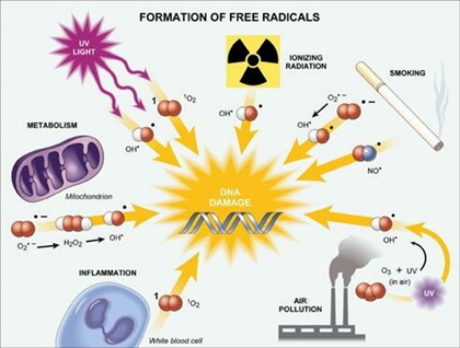  p>自由基离子的英 文名是 radical ion.简称是离子基.
