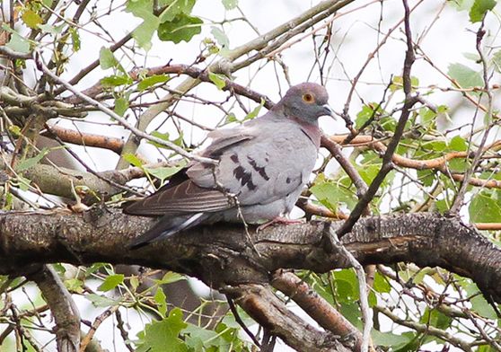  p>中亚鸽(学名: i>columba eversmanni /i>)体长26厘米,是一种小型的