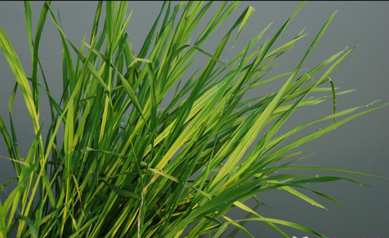  p>菰米,又称为雕苽,雕胡,菰粱,安胡,是 a target="_blank" href="