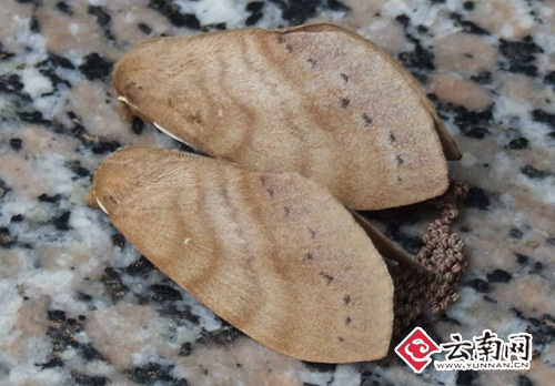  p>思茅松毛虫, i>dendrolimus kikuchii /i> matsumura,又名褚色松