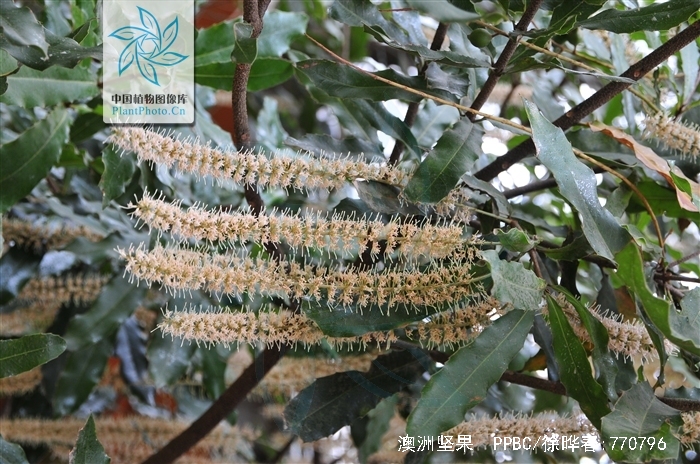 macadamia ternifolia f. muell.