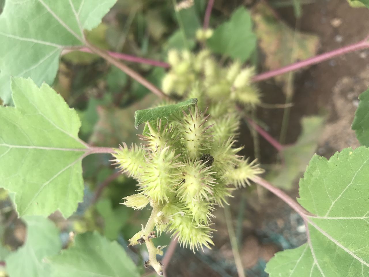  p>苍耳(学名 i>:xanthium sibiricum /i> patrin ex widder)是菊科