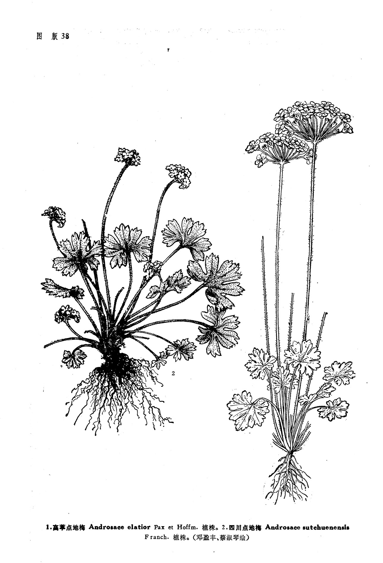  p>高葶点地梅(学名:androsace elatior pax et hoffm.