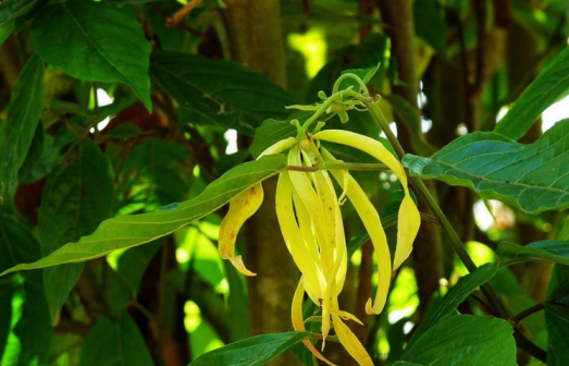 依兰（番荔枝科依兰属植物）_百度百科