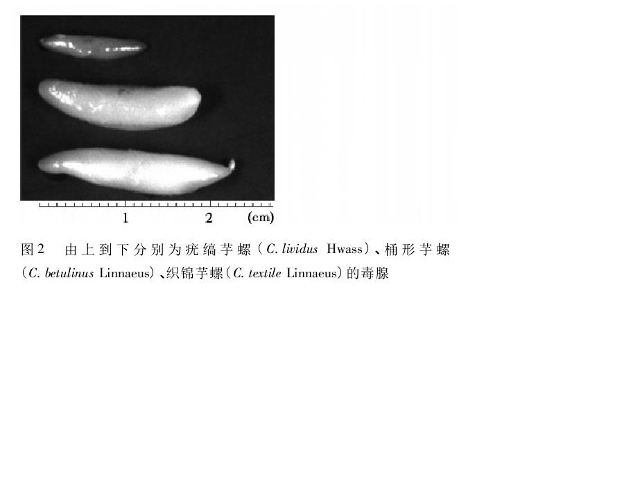  p>芋螺毒素(conotoxin或conopeptide,或ctx),由 a target="_blank"