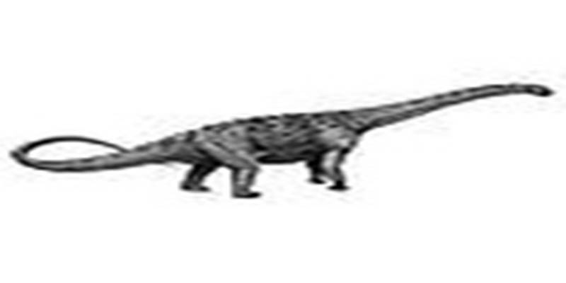 詹尼斯龙(janenschia)