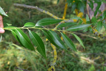 白柳（杨柳科柳属植物）_百度百科