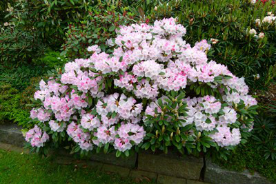  p>皱皮杜鹃(学名: i>rhododendron wiltonii /i> hemsl. et wils.