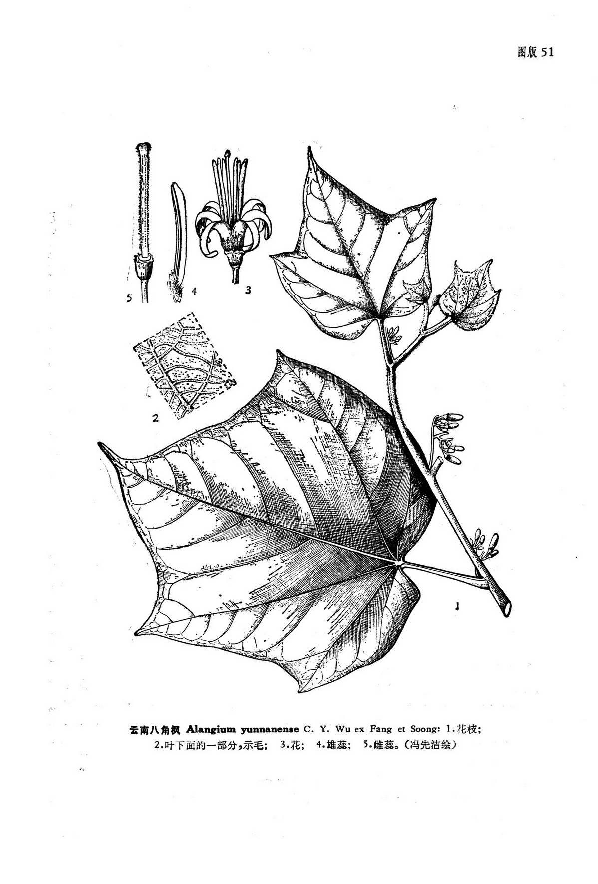  p>云南八角枫,小乔木或灌木,高4米.