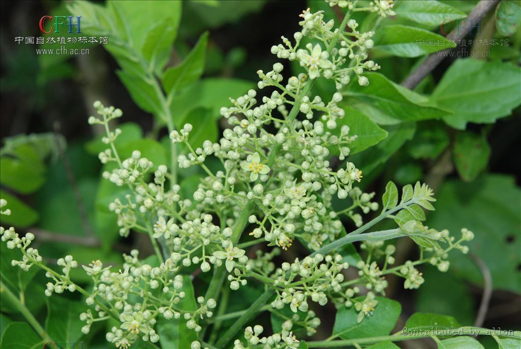 为黄皮属灌木,高1-2米.