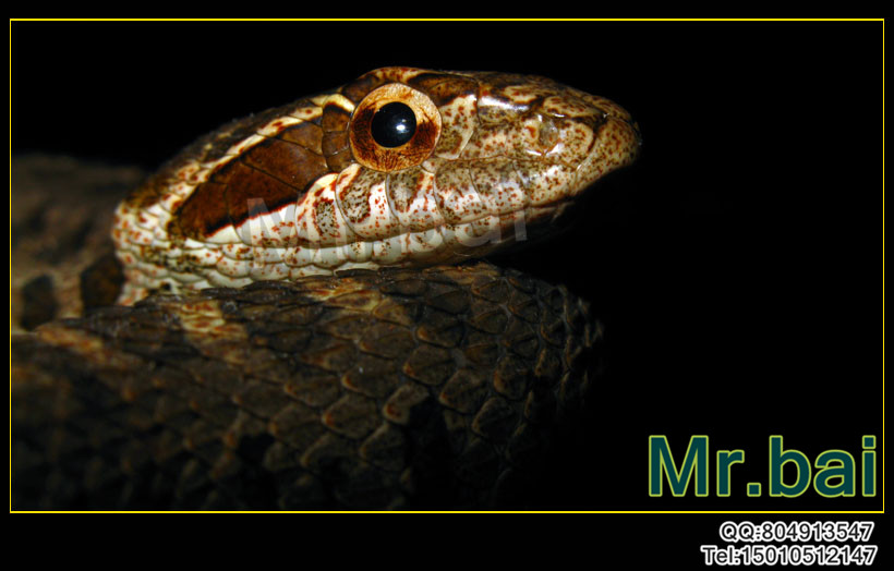  p>团花锦蛇为游蛇科锦蛇属的爬行动物,俗名黑镶锦蛇,花长虫.