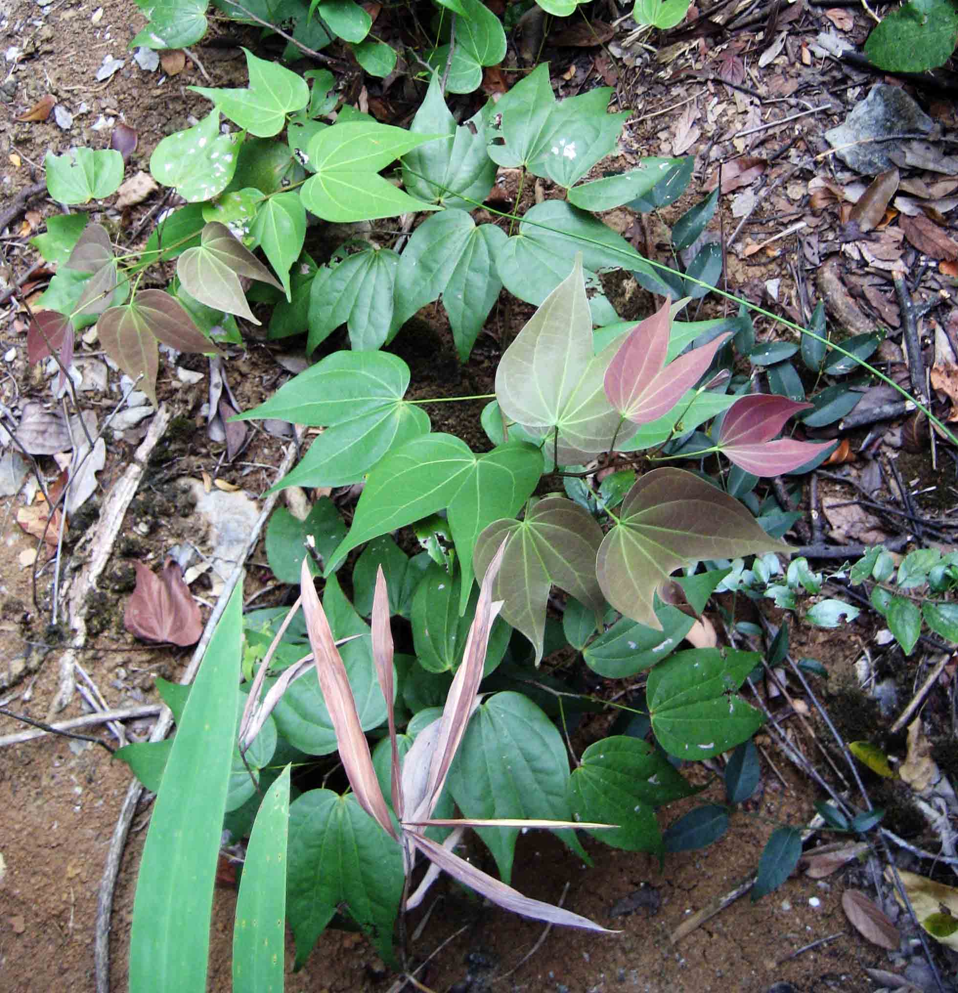  p>龙须藤,中药材名.