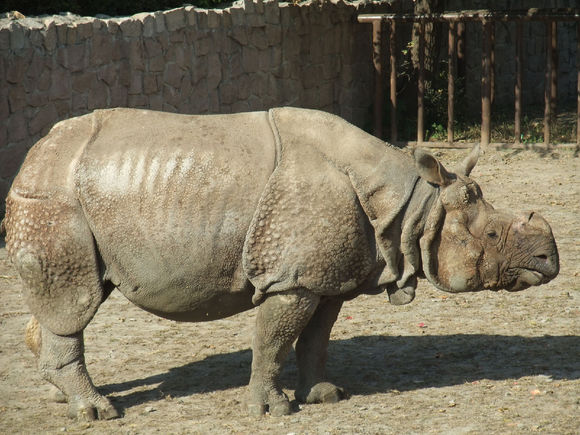  p>爪哇犀(学名: i>rhinoceros sondaicus /i>)是犀科,独角犀属犀牛.