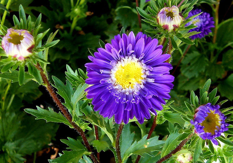  p>翠菊(学名: i>callistephus chinensis /i> (l.