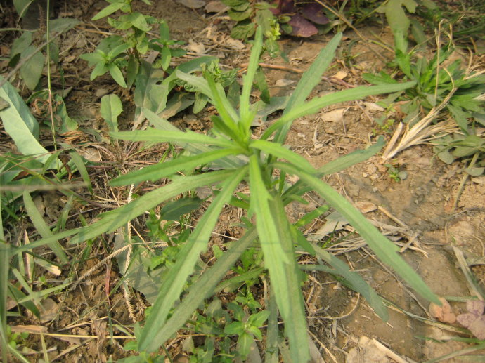  p>香丝草(学名:conyza bonariensis i>(l.) cronq.