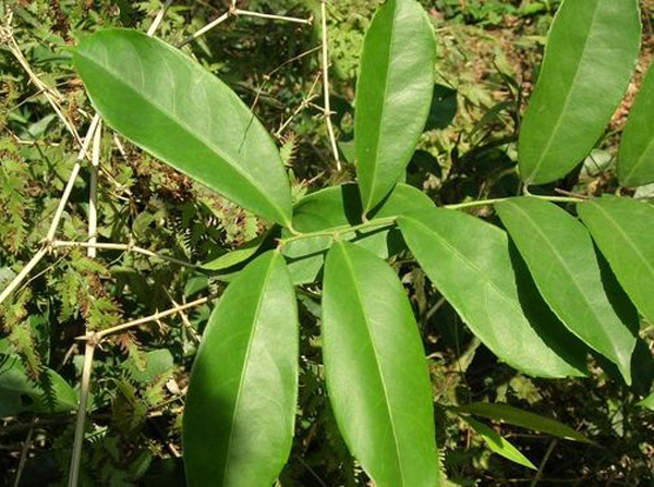  p> a href="#" data-lemmaid="9356180">茶藤 /a>又名 a href="#"