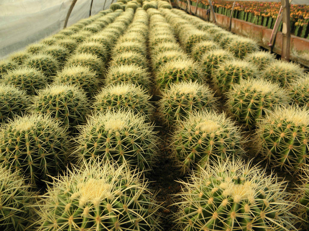 是仙人掌科,金琥属多年生 a target="_blank" href="/item/草本">