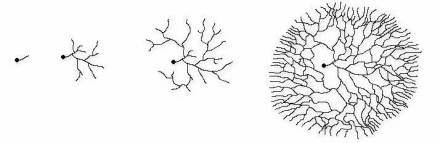 菌丝（真菌的结构单位）_百度百科