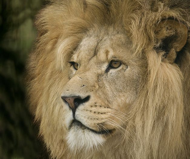  p>安哥拉狮即 a target="_blank" href="/item/加丹加狮/10497291"