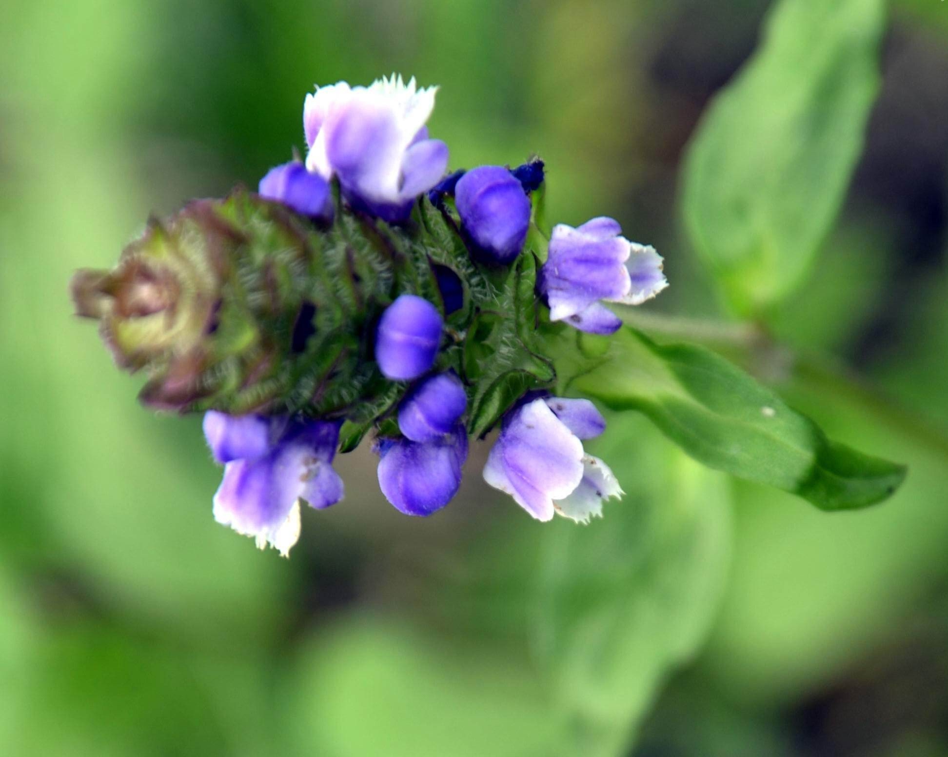  p>大花夏枯草,prunella grandiflora ,唇形科夏枯草属植物, a target