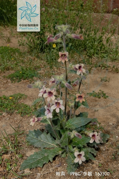 target="_blank" href="/item/地黄属">地黄属 /a>多年生草本植物,高