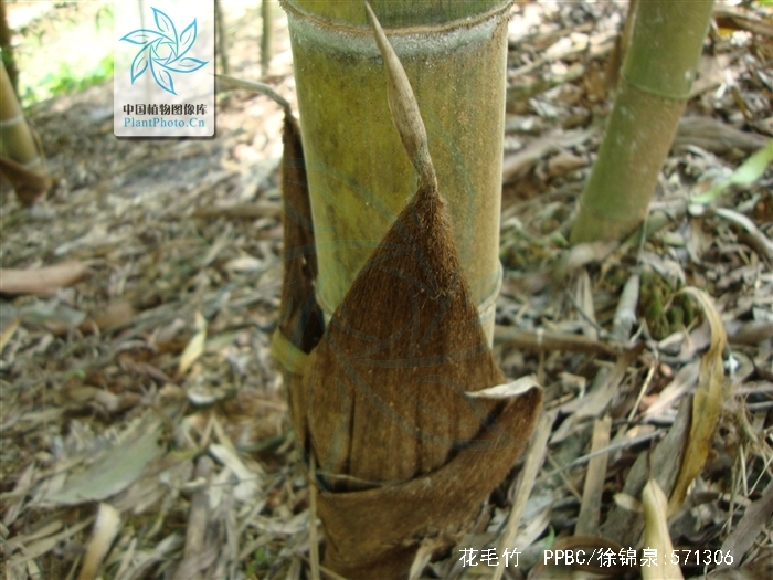  p>花毛竹,又称 a href="#" data-lemmaid="2432679">花竹 /a>.