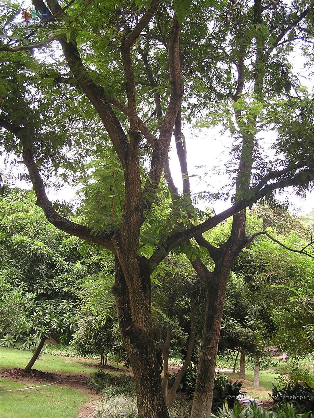 乔木,高10-15(-25)米,胸径30-50(-90)厘米;树皮暗灰色,不规则纵裂.