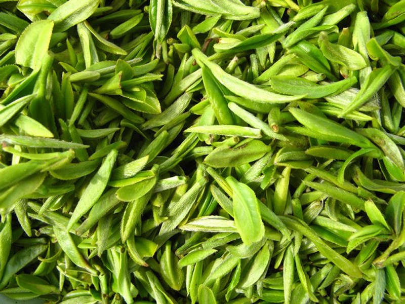  p>鱼叶是茶树芽头露出,接着就萌发出的第一片小叶子. /p>