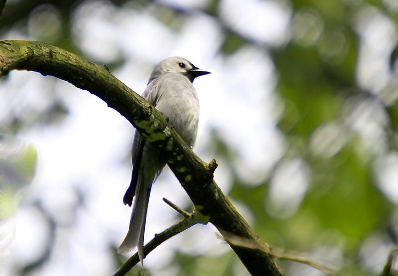  p>剪尾鸢(学名:chelictinia riocourii)是一种中型 a href="#" data