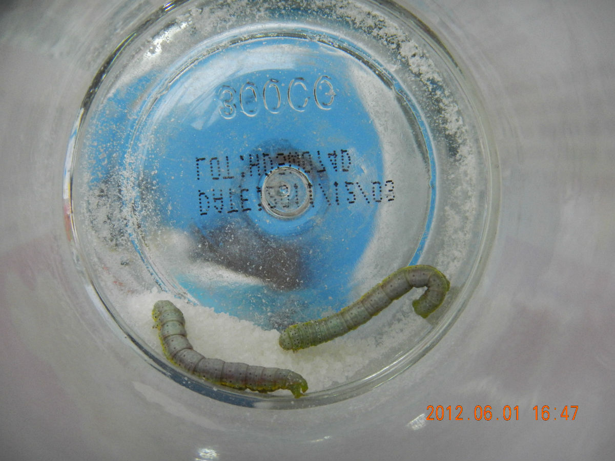  p>尺蠖(chǐ huò), a href="#" data-lemmaid="4339231">尺蛾 /a>的