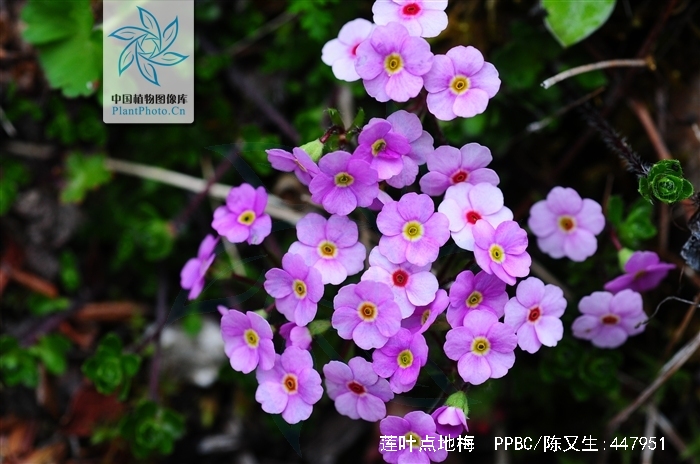  p>莲叶点地梅, a href="#" data-lemmaid="3427454">报春花科 /a> a