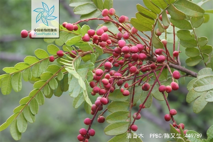 清香木