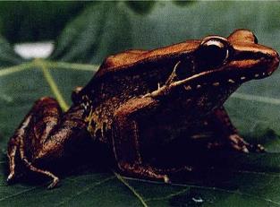  p>弹琴水蛙,无尾目 a href="#">蛙科 /a>水蛙属.