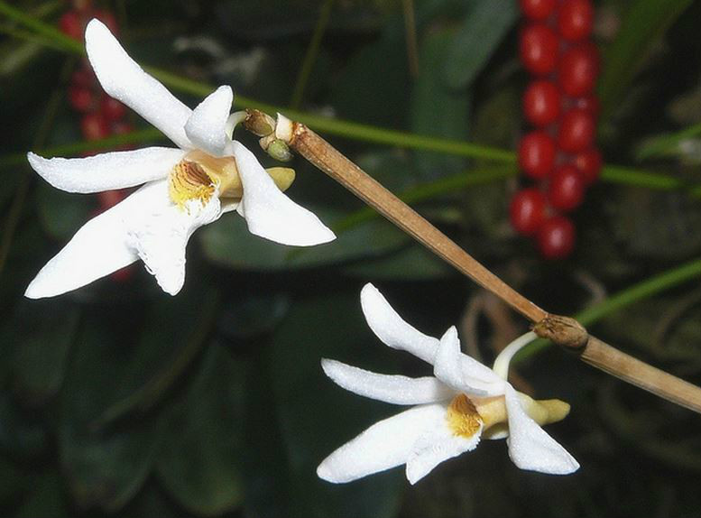  p>燕石斛(学名: i>dendrobium equitans /i>  kraenzl.