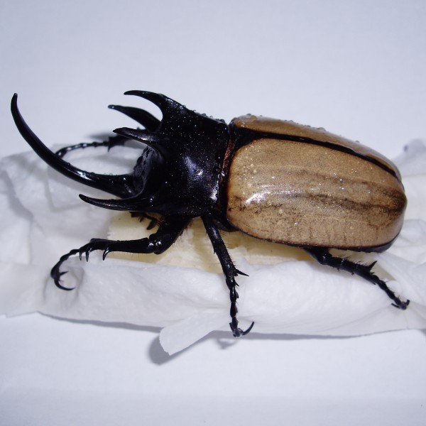  p>"兜虫",名字源于日本,日本人认为这类甲虫的头部很像武士的"兜