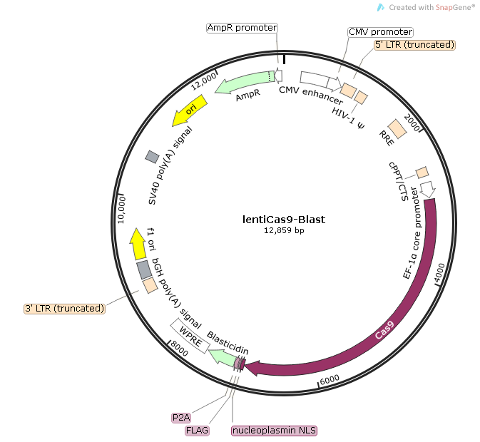 ">λ噬菌体载体 /a>具有更大克隆能力的新型的载体——柯斯质粒